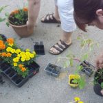 planting flowers in clay pots