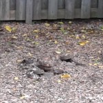 wooden turtles in mulch