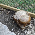 rock turtle