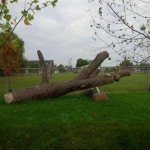 large fallen tree for playground climber